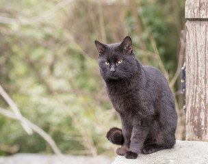 Black tomcat standing and looking forward .Blurred background