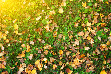  frying meat and green pepper in a roasting pan