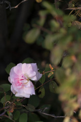 Obraz premium pink flower in the garden