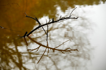 The autumn branch reflection