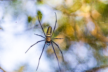 Nephila Maculata spider in Hong Kong