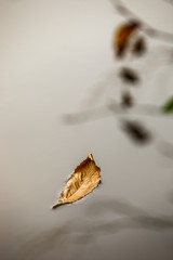 Autumn image with Leaf on Lake 