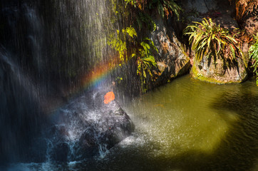A small waterfall in the rain forest.