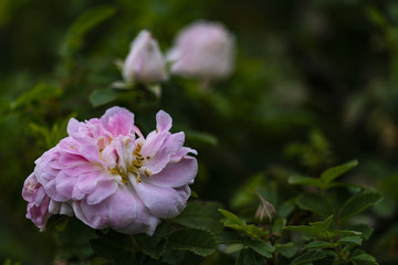 pink flower