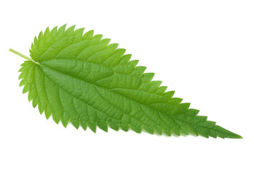 nettle leaf isolated on white background. top view. medical herbs.