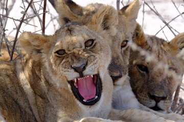 Lion cubs in shade, Etosha National Park, Namibia