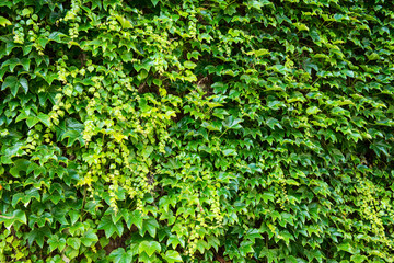 Obraz premium Colourful group of ivy leaves cover old wall. Natural frame to add text. Mix multi colour leafs shade of light and dark green. Leaf bacground concept.