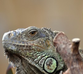 Grüner Leguan