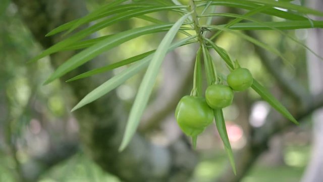 Three Yellow oleander fruits on the tree branch is shaking with wind