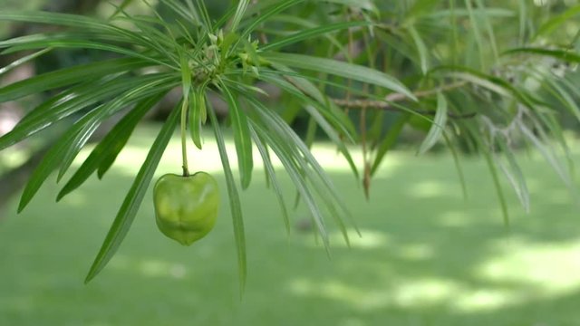 a Yellow oleander fruits on the tree branch is shaking with wind
