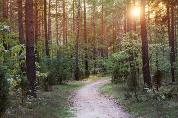 Fototapeta premium Path through the forest