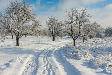 Fototapeta na wymiar Pure winter landscape with an earth road in orchard