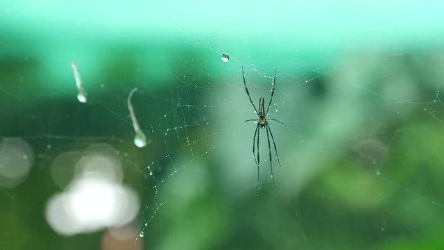 Golden silk orb-weaver spider resting on the web with rain fall