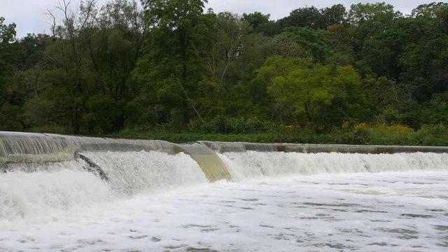 Salmon jumping upstream for winter. Humber River, Toronto