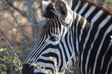 Zebra Eye