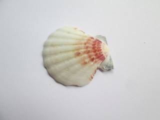 sea shell