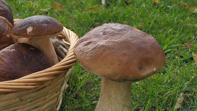 King Bolete (Boletus edulis)