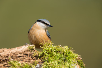 Eurasian nuthatch