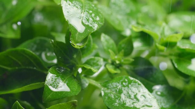 Water drops from basil leaf in the garden. Slow motion.
