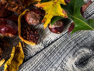 Autumn banner - Colorful Autumnal Leaves On Vintage Wood