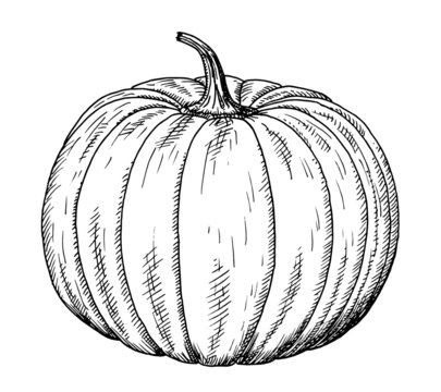 Drawing of pumpkin - hand sketch of Cucurbita, black and white illustration