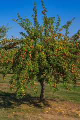 Fototapeta na wymiar Apfelbaum in einer Streuobstwiese