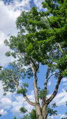 Fototapeta premium Tree top view.