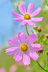 Obraz premium コスモスの花