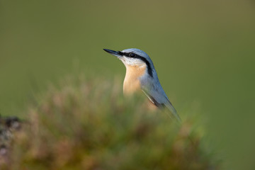 Eurasian nuthatch