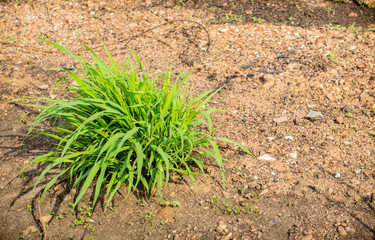 fresh green grass cluster on sandy soils. soils and land improvement. agricultural education. soils development