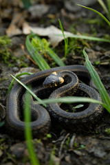 Natrix, Snake, Colubridae in the forest, close up.