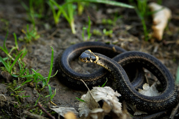 Natrix, Snake, Colubridae in the forest, close up.
