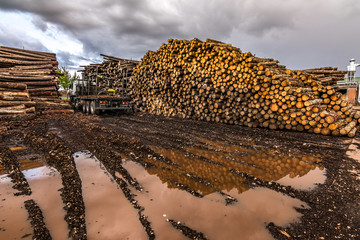 Truck loading wood in an outdoor pine wood warehouse