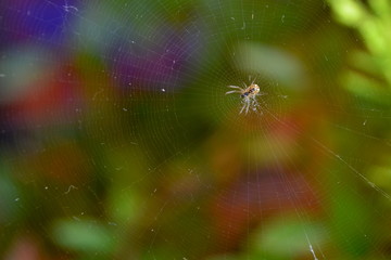 Araña en su tela trabajando