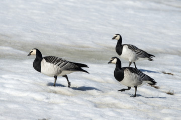 Bernache nonnette,.Branta leucopsis, Barnacle Goose