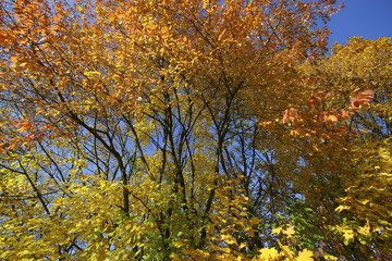 Obraz premium Spitzahorn (Acer platanoides), Spitzblättriger Ahorn, im Herbst