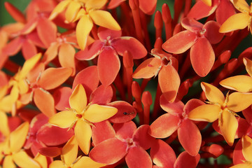 Color Full Flowers In Red And Yellow