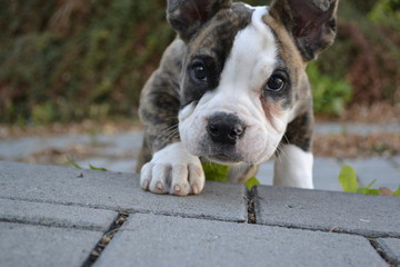 Englische Bulldogge