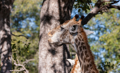 Giraffe (Giraffa camelopardalis) in the Okavango Delta in Botswana, Africa