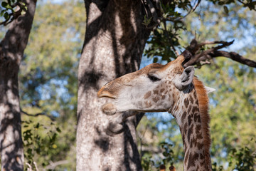 Giraffe (Giraffa camelopardalis) in the Okavango Delta in Botswana, Africa
