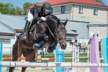 Horse jumping equestrian sport