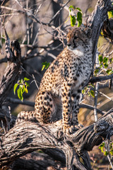 Obraz na płótnie Canvas Cheetah (Acinonyx jubatus soemmeringii) in the Okavango-delta in Botswana