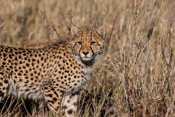 Cheetah (Acinonyx jubatus soemmeringii) in the Okavango-delta in Botswana