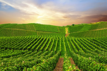 Vineyard in Pfalz, Germany - 225999962