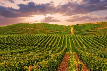 Vineyard in Pfalz, Germany - 225999980
