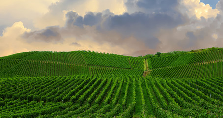 Vineyard in Pfalz, Germany