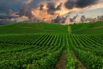 Vineyard in Pfalz, Germany