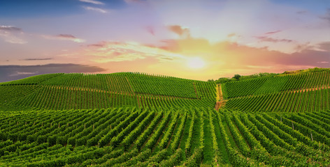 Vineyard in Pfalz, Germany - 226000388