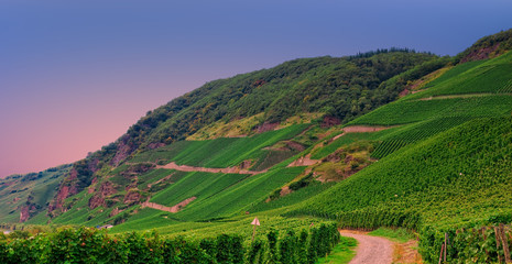 Vineyard in Pfalz, Germany