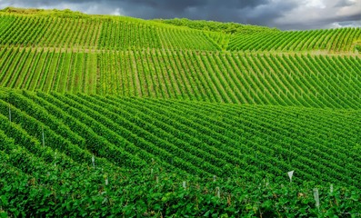 Vineyard in Pfalz, Germany